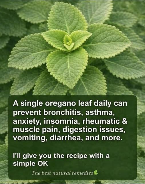 Oregano Leaf Benefits: Science-Backed Health Uses, Nutrition & Safe Ways to Use It